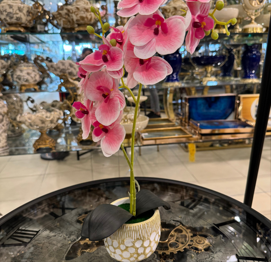 Orchid Table Plant
